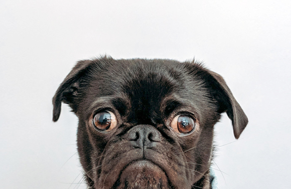 Black Pug Face