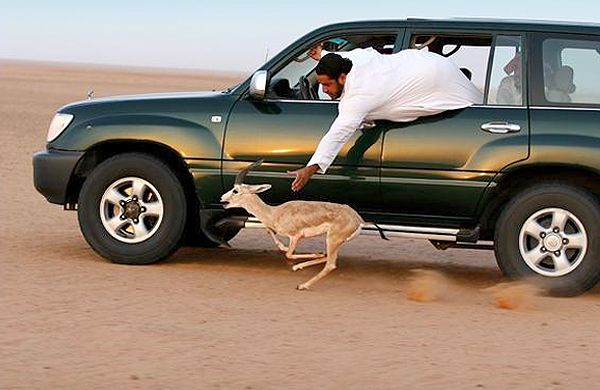 Man Trying To Catch Deer While Driving