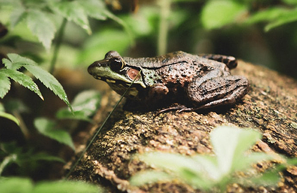 Frog Sitting On Rock